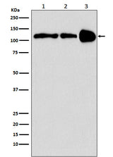 Anti-PGC1 beta PPARGC1B Monoclonal Antibody Boster Bio
