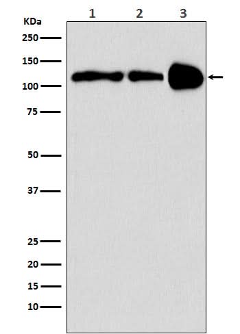 Anti-PGC1 beta PPARGC1B Monoclonal Antibody Boster Bio
