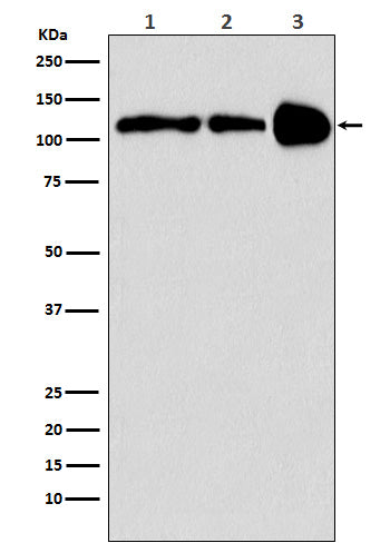 Anti-PGC1 beta PPARGC1B Monoclonal Antibody Boster Bio