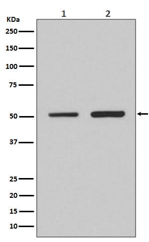 Anti-IRF2 Rabbit Monoclonal Antibody Boster Bio