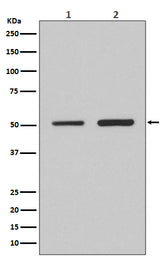 Anti-IRF2 Rabbit Monoclonal Antibody Boster Bio