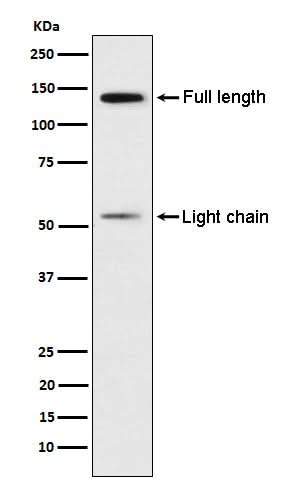 Anti-Kininogen 1 Rabbit Monoclonal Antibody Boster Bio