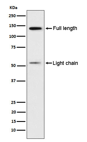 Anti-Kininogen 1 Rabbit Monoclonal Antibody Boster Bio