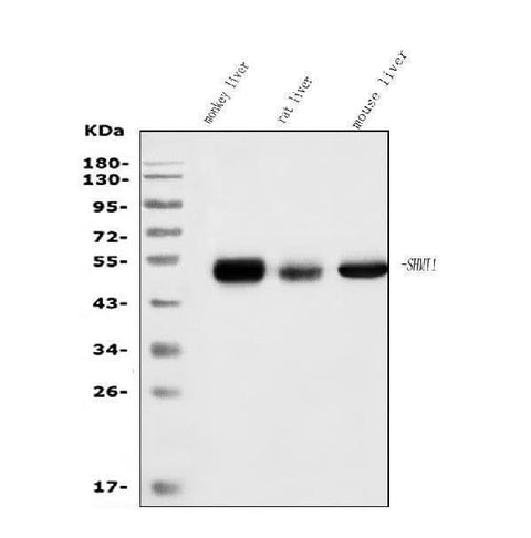 Anti-SHMT1 Antibody Picoband® (monoclonal, 9C7 Boster Bio