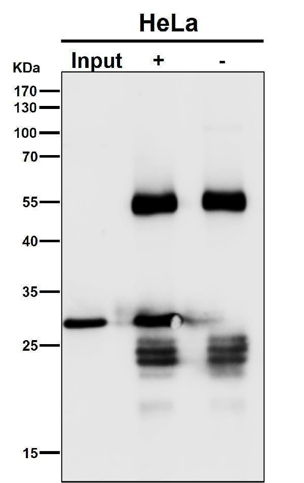Anti-GCLM Rabbit Monoclonal Antibody Boster Bio