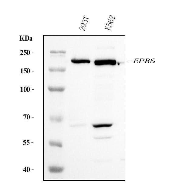 Anti-EPRS1/PARS Antibody Picoband® (monoclonal, 8G9C7 Boster Bio