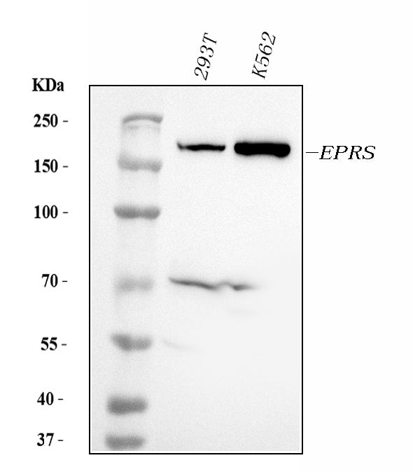 Anti-EPRS1/PARS Antibody Picoband® (monoclonal, 12B5B3 Boster Bio