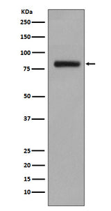 Anti-GOLPH2 Rabbit Monoclonal Antibody Boster Bio