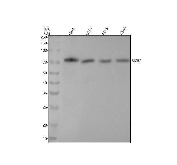 Anti-CD97 Monoclonal Antibody Boster Bio