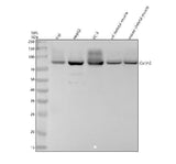 Anti-Cullin 2 Rabbit Monoclonal Antibody Boster Bio
