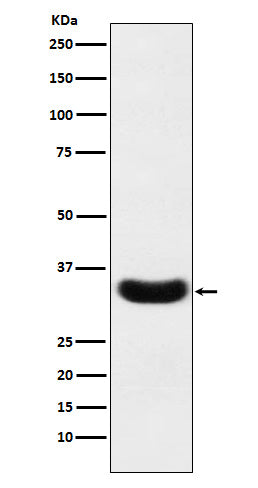 Anti-Scramblase 1 Rabbit Monoclonal Antibody Boster Bio