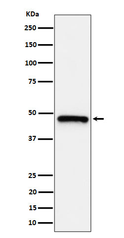Anti-ING1 Rabbit Monoclonal Antibody Boster Bio