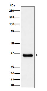 Anti-Cyclin H/p34 Rabbit Monoclonal Antibody Boster Bio