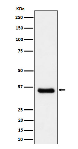 Anti-Cyclin H/p34 Rabbit Monoclonal Antibody Boster Bio