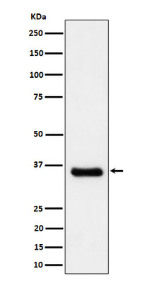 Anti-Cyclin H/p34 Rabbit Monoclonal Antibody Boster Bio