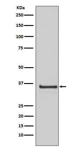 Anti-Cyclin H Rabbit Monoclonal Antibody Boster Bio