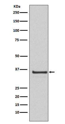 Anti-Cyclin H Rabbit Monoclonal Antibody Boster Bio