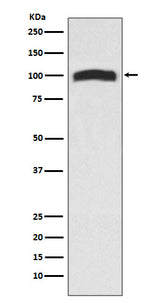 Anti-VAV2 Rabbit Monoclonal Antibody Boster Bio