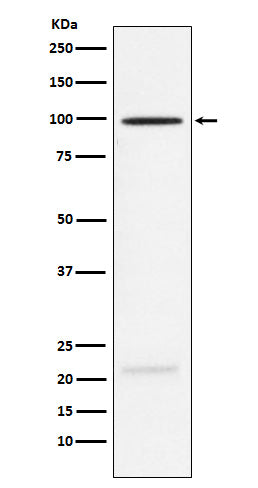 Anti-MAG Rabbit Monoclonal Antibody Boster Bio