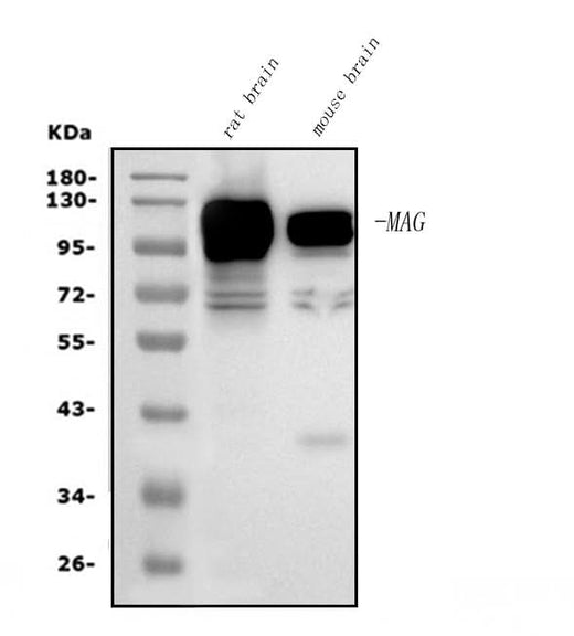 Anti-MAG Picoband® Antibody (monoclonal, 2G11 Boster Bio