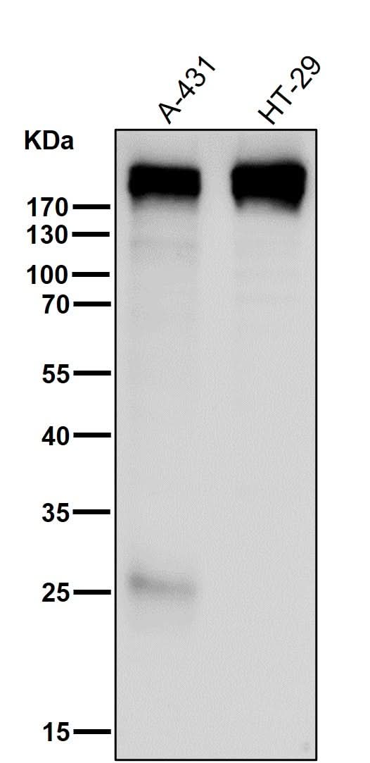 Anti-Collagen XVII Rabbit Monoclonal Antibody Boster Bio