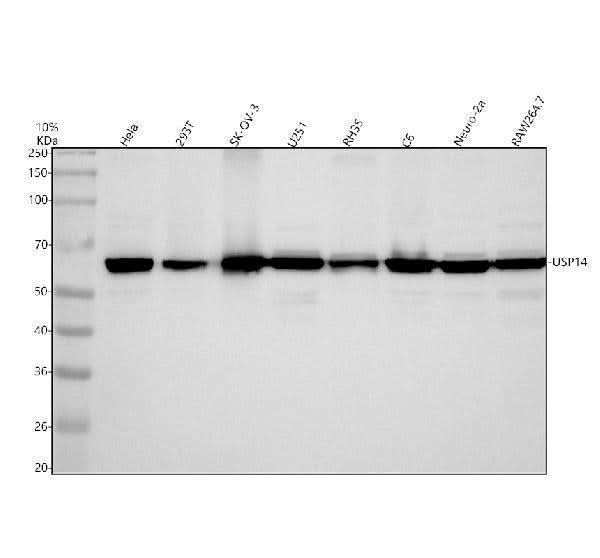 Anti-USP14 Rabbit Monoclonal Antibody Boster Bio