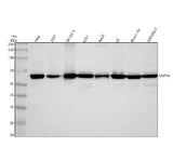Anti-USP14 Rabbit Monoclonal Antibody Boster Bio