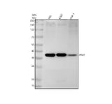 Anti-PIM2 Rabbit Monoclonal Antibody Boster Bio