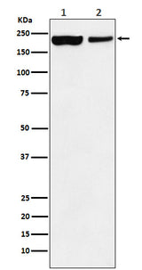 Anti-KDM5A Monoclonal Antibody Boster Bio