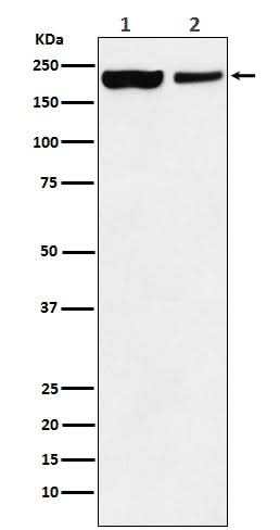 Anti-KDM5A Monoclonal Antibody Boster Bio