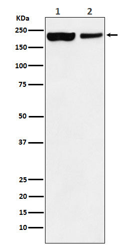 Anti-KDM5A Monoclonal Antibody Boster Bio