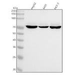 Anti-ZBTB7A Rabbit Monoclonal Antibody Boster Bio