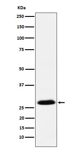 Anti-GSC Rabbit Monoclonal Antibody Boster Bio