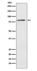 Anti-ELMO1 Rabbit Monoclonal Antibody Boster Bio