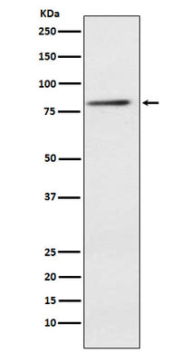Anti-ELMO1 Rabbit Monoclonal Antibody Boster Bio