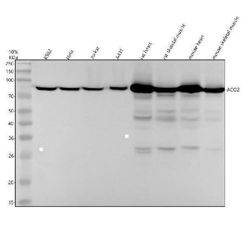 Anti-Aconitase 2 Rabbit Monoclonal Antibody Boster Bio