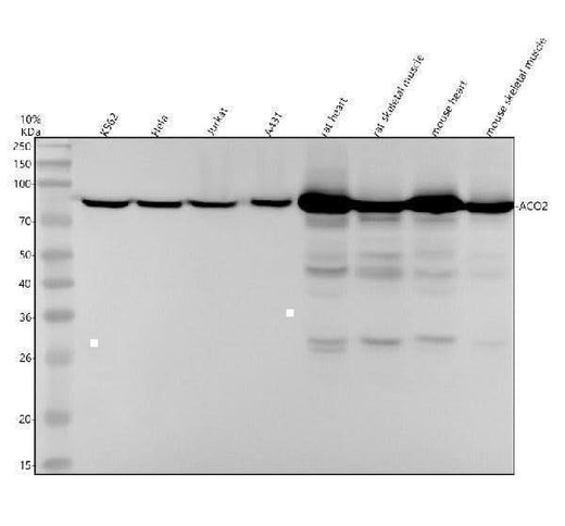 Anti-Aconitase 2 Rabbit Monoclonal Antibody Boster Bio