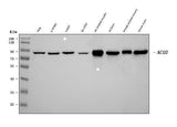 Anti-Aconitase 2 Antibody Picoband® (monoclonal, 4C12D1 Boster Bio