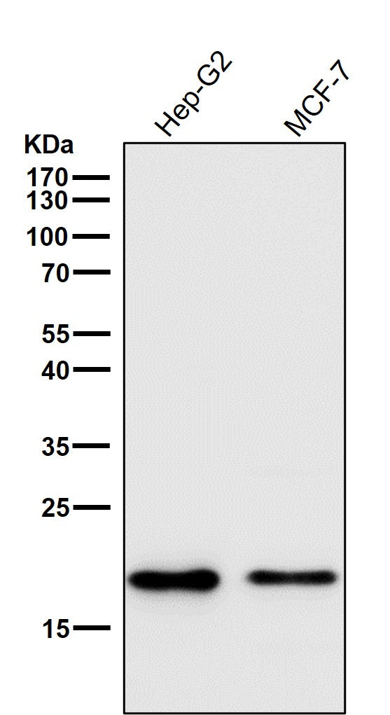 Anti-Cripto1 Rabbit Monoclonal Antibody Boster Bio