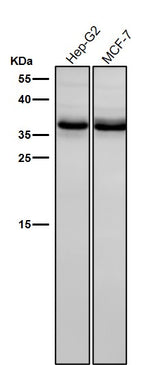 Anti-BNIP3L/Nix Rabbit Monoclonal Antibody Boster Bio