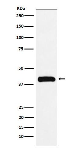 Anti-Bub3 Rabbit Monoclonal Antibody Boster Bio