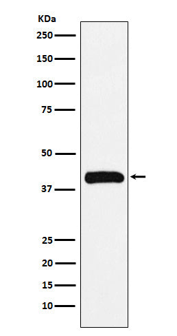 Anti-Bub3 Rabbit Monoclonal Antibody Boster Bio