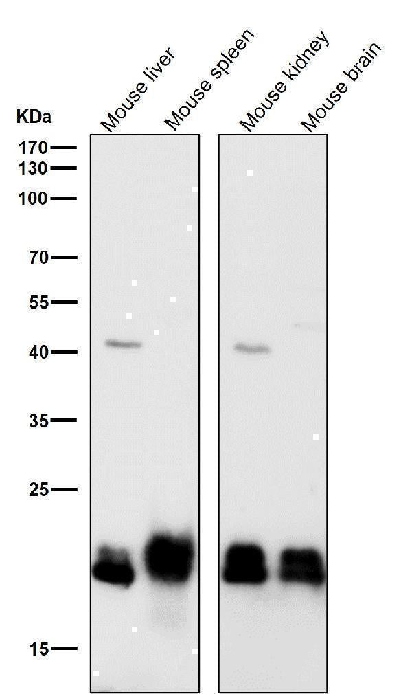 Anti-SRSF3 Rabbit Monoclonal Antibody Boster Bio