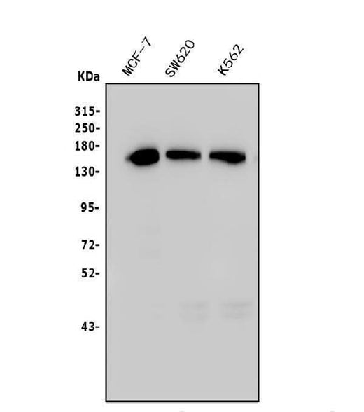 Anti-TIF1 gamma/TRIM33 Antibody Picoband® (monoclonal, 8I8 Boster Bio