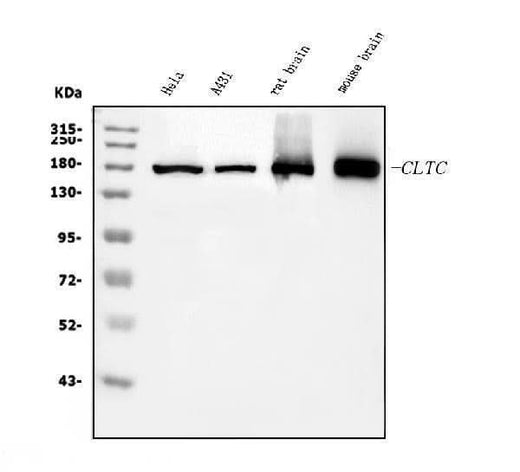 Anti-Clathrin heavy chain/CLTC Antibody Picoband® (monoclonal, 6D3 Boster Bio