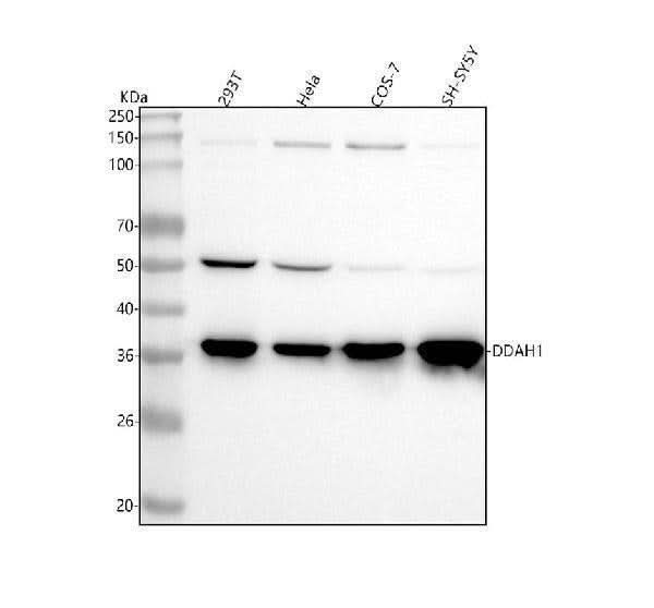 Anti-DDAH1 Monoclonal Antibody Boster Bio