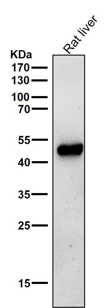 Anti-ODC1 Rabbit Monoclonal Antibody Boster Bio