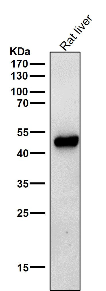Anti-ODC1 Rabbit Monoclonal Antibody Boster Bio