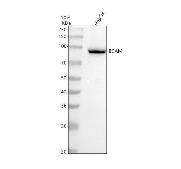 Anti-CD239 Rabbit Monoclonal Antibody Boster Bio