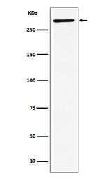Anti-EDD Rabbit Monoclonal Antibody Boster Bio